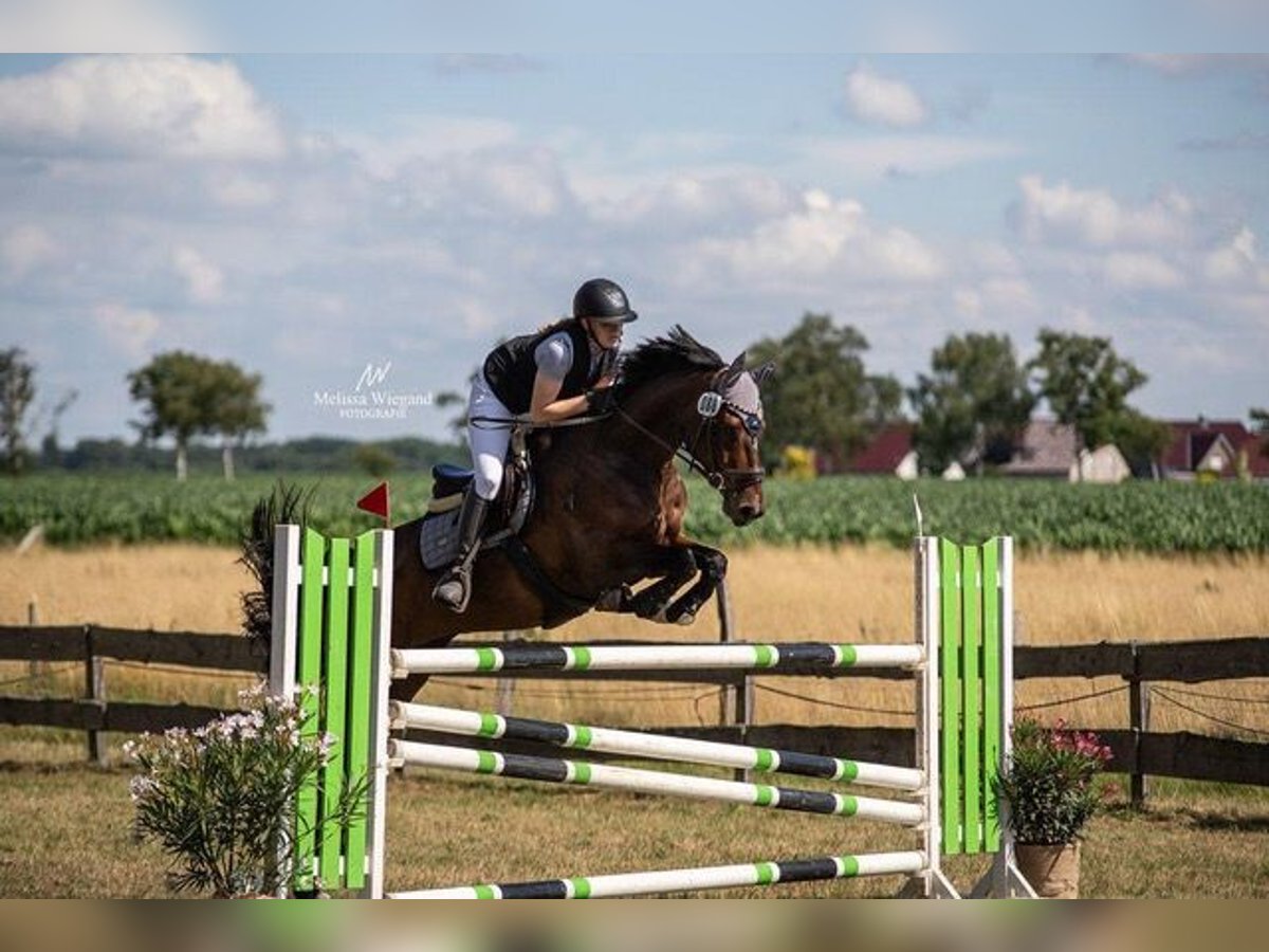 Westphalian Gelding 6 years 16,2 hh Bay-Dark in Hohenhameln