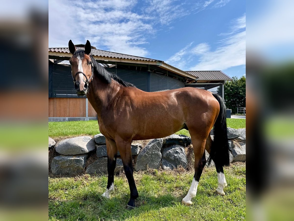 Westphalian Gelding 6 years 16,2 hh Brown in Dornburg