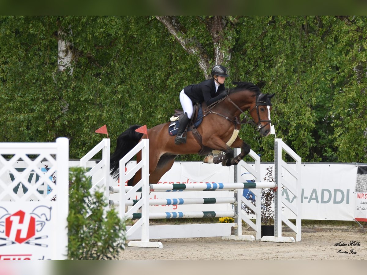 Westphalian Gelding 6 years 16,2 hh Brown in Dornburg Westphalian Gelding 6 years 16,2 hh Brown in Dornburg