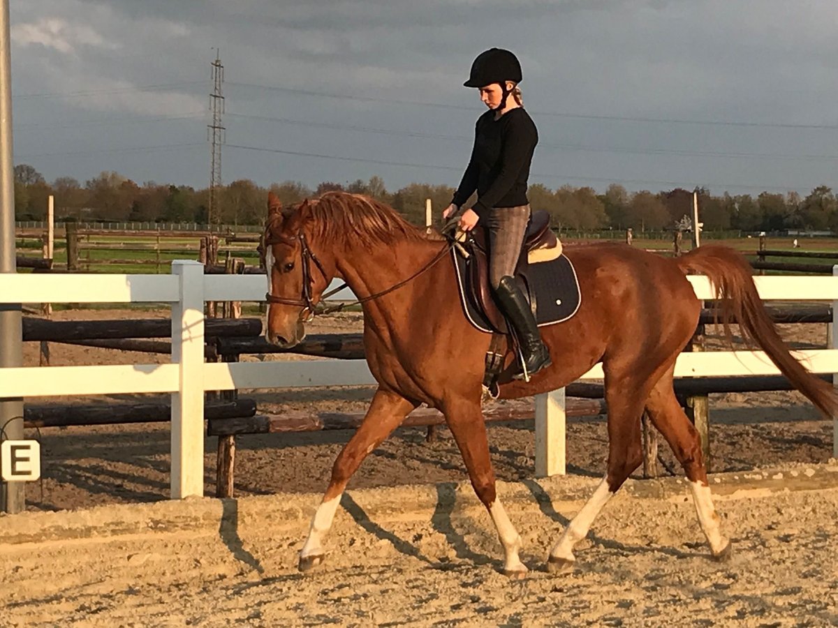 Westphalian Gelding 6 years 16,2 hh Chestnut-Red in Krefeld
