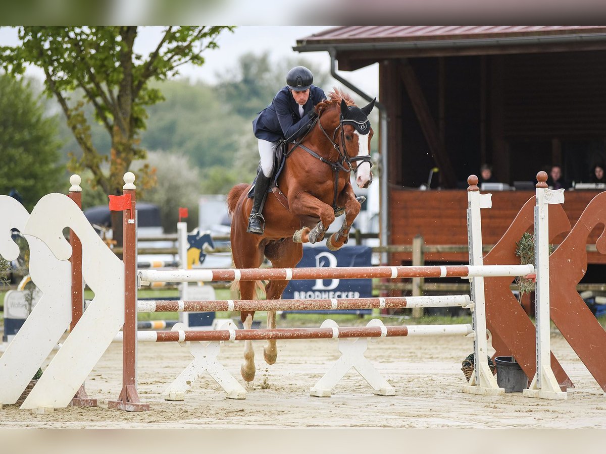 Westphalian Gelding 6 years 16,2 hh Chestnut-Red in Riedstadt