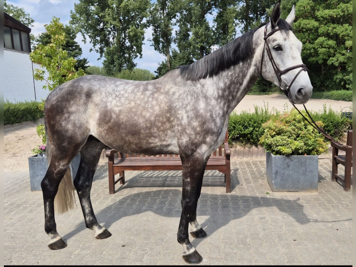 Westphalian Gelding 6 years 16,2 hh Gray-Dapple in Willich