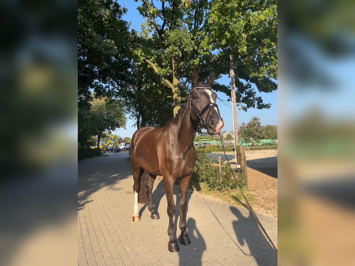 Westphalian Gelding 6 years 17,1 hh Smoky-Black in Voerde