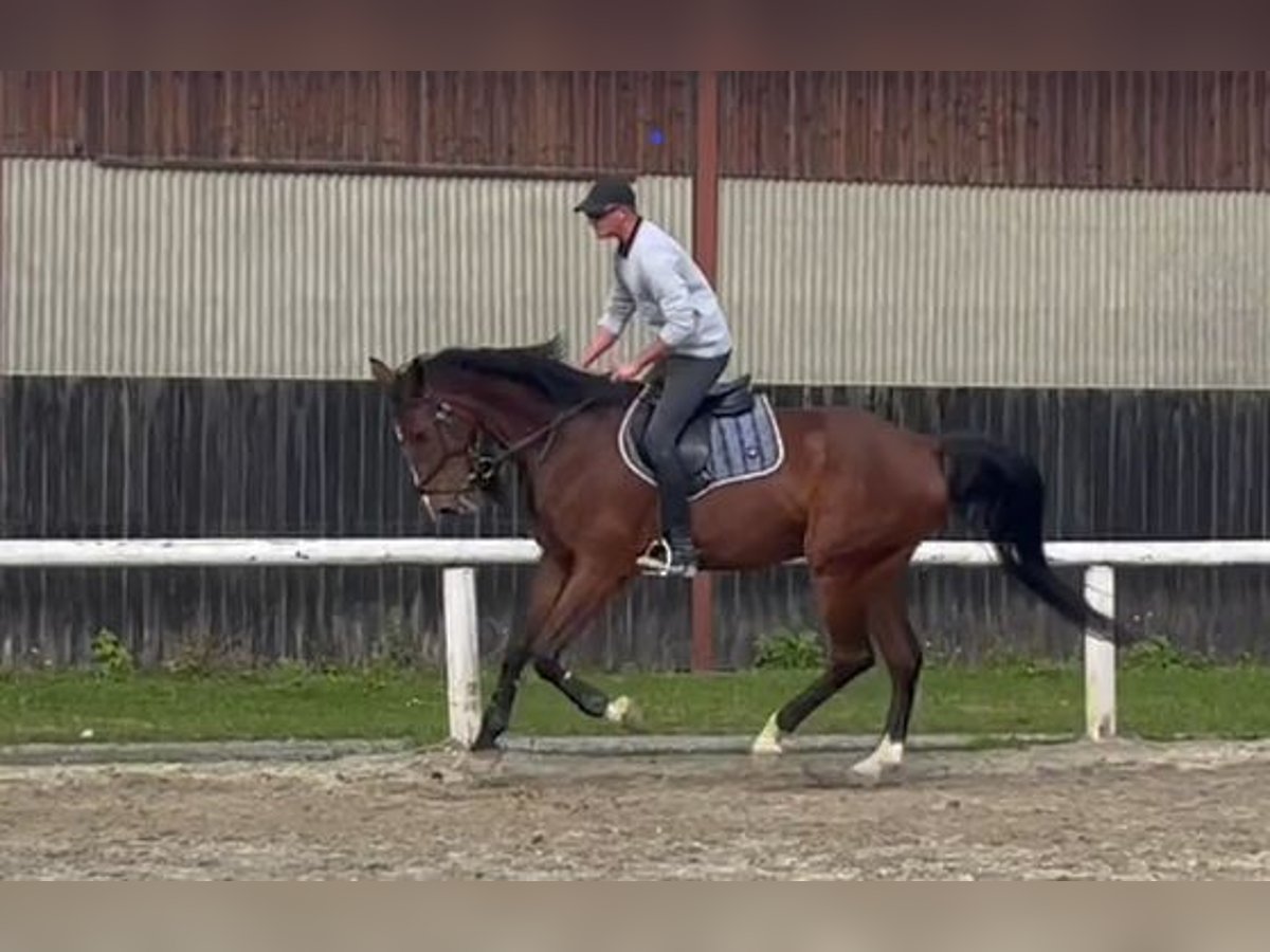 Westphalian Gelding 6 years 17,2 hh Brown in Villach-Innere Stadt