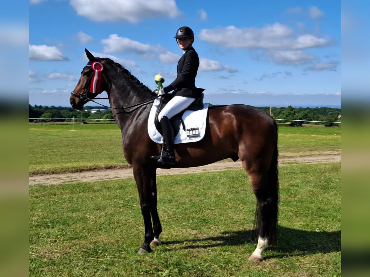 Westphalian Gelding 6 years 17 hh Bay-Dark in Erkrath Westphalian Gelding 6 years 17 hh Bay-Dark in Erkrath