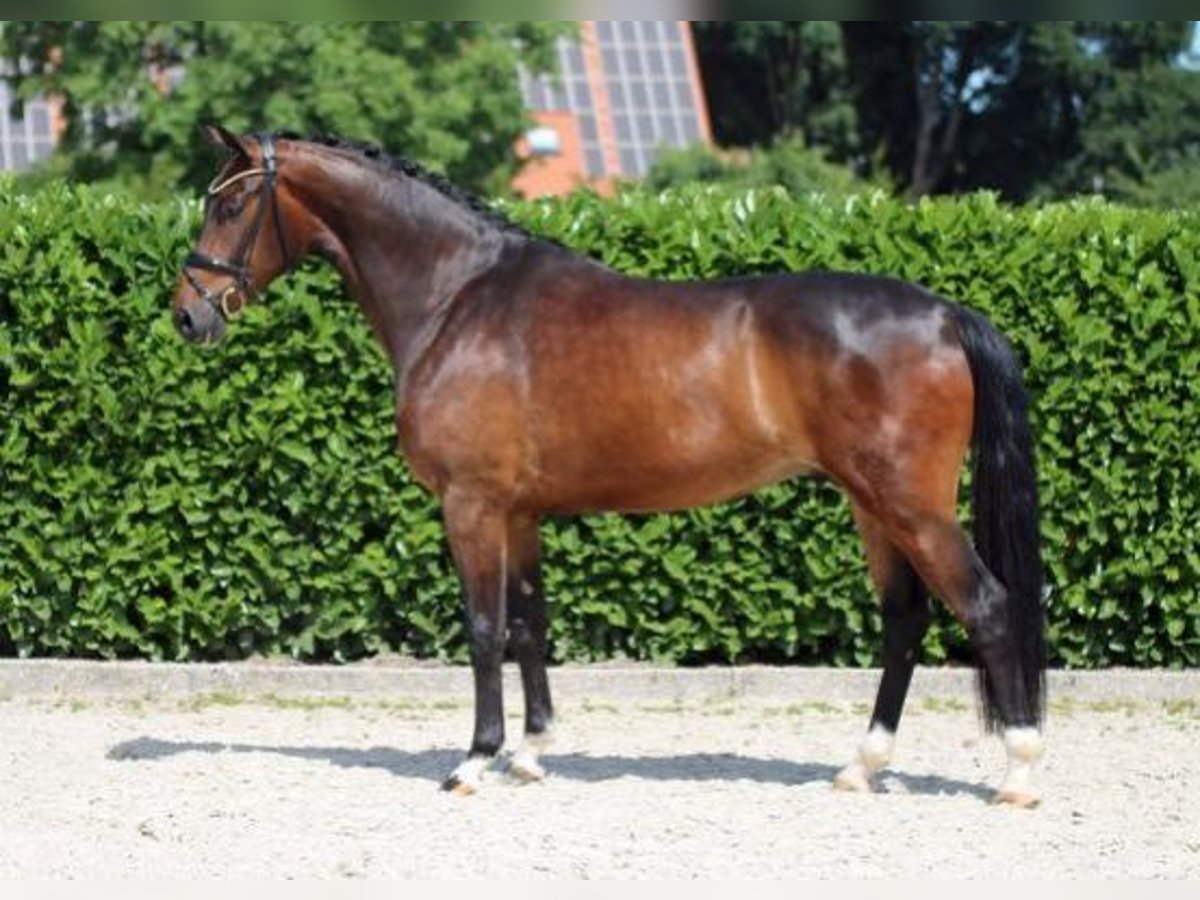 Westphalian Gelding 6 years 17 hh Bay-Dark in Calatayud