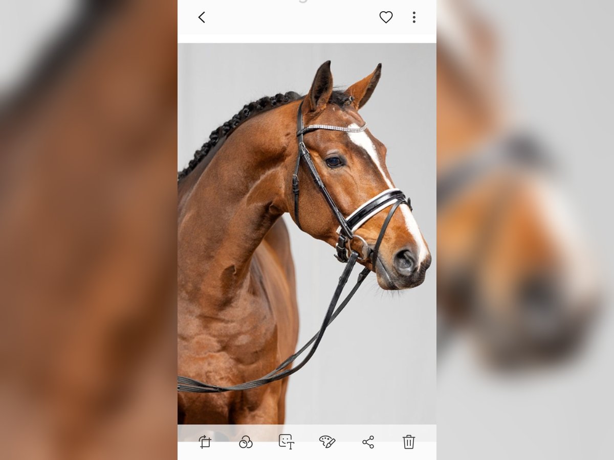 Westphalian Gelding 6 years 17 hh Brown in Schwanewede