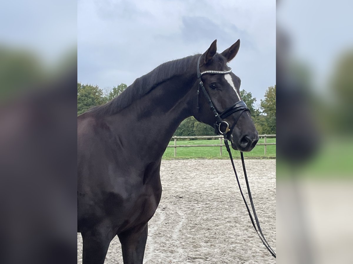 Westphalian Gelding 6 years 17 hh Chestnut in Ibbenb&#xFC;ren
