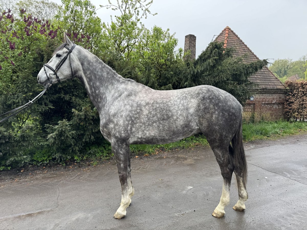 Westphalian Gelding 6 years 17 hh Gray-Dapple in ArnsbergArnsberg
