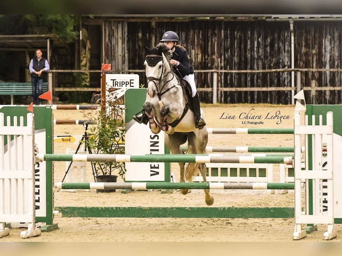 Westphalian Gelding 7 years 16,1 hh Grey in Sundern