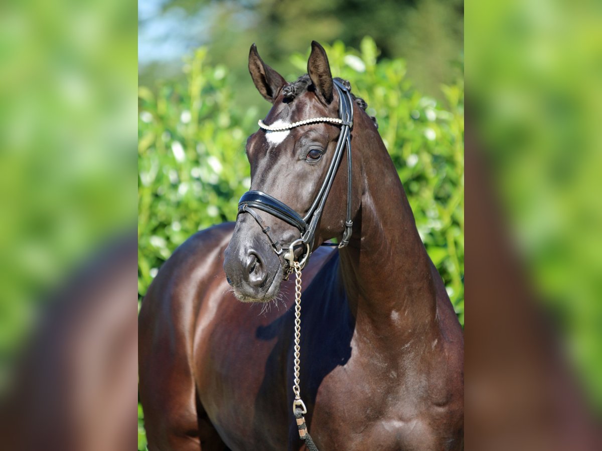 Westphalian Gelding 7 years 16,2 hh Black in Greven