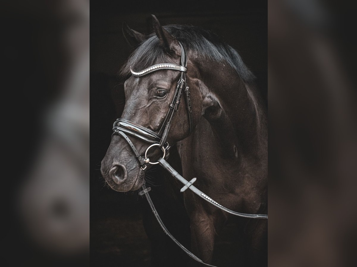 Westphalian Gelding 7 years 16,2 hh Black in Münster