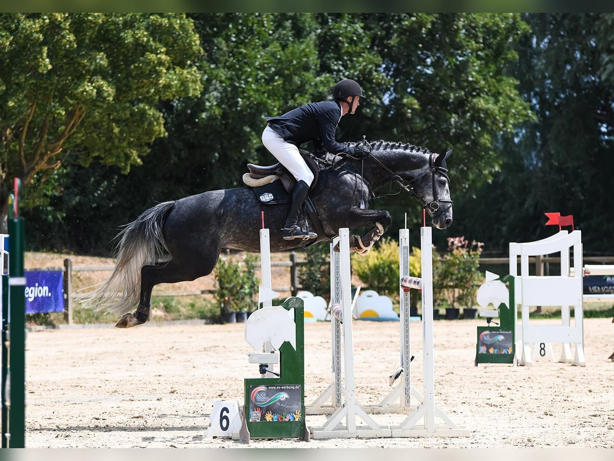 Westphalian Gelding 7 years 16,2 hh Gray in Riedstadt