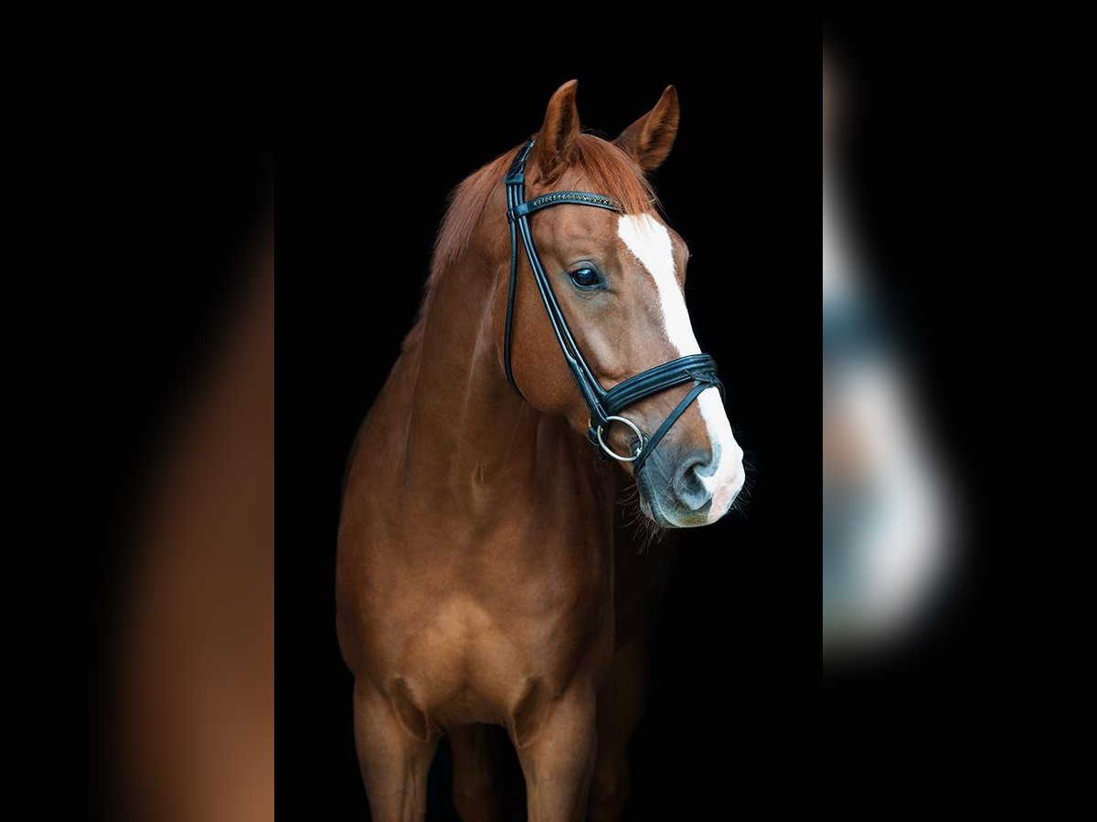 Westphalian Gelding 7 years 16,3 hh Chestnut-Red in Rheda-Wiedenbrück