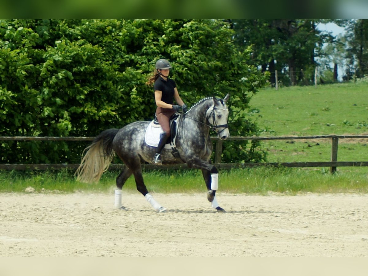 Westphalian Gelding 7 years 16,3 hh Gray in Iserlohn