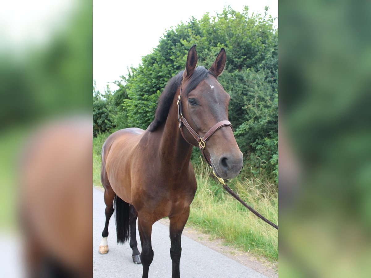 Westphalian Gelding 7 years 16 hh Bay-Dark in Sundern