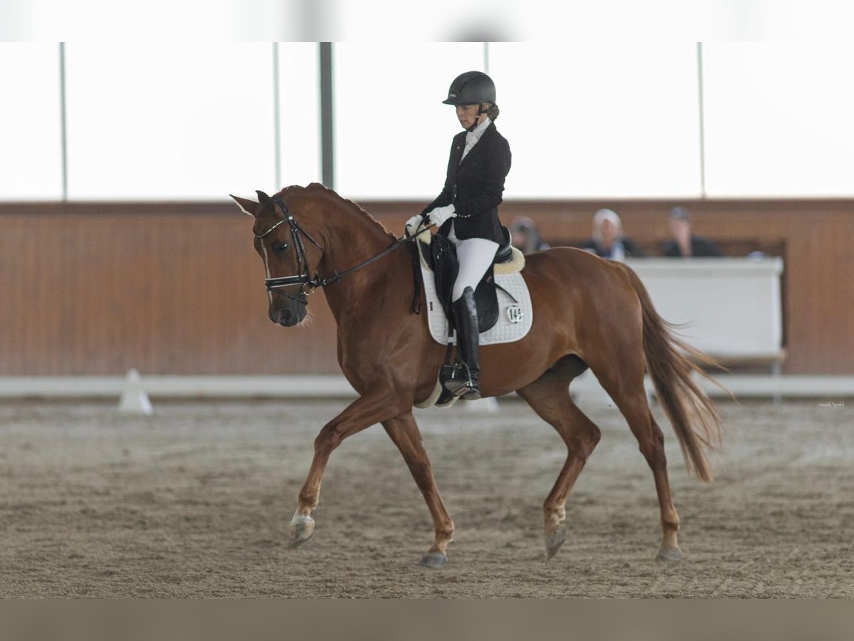 Westphalian Gelding 7 years 16 hh Chestnut-Red in Prag