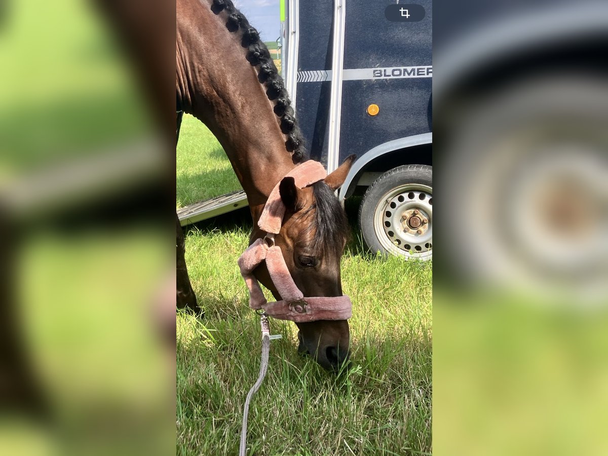 Westphalian Gelding 7 years 16,1 hh Bay-Dark in Hof