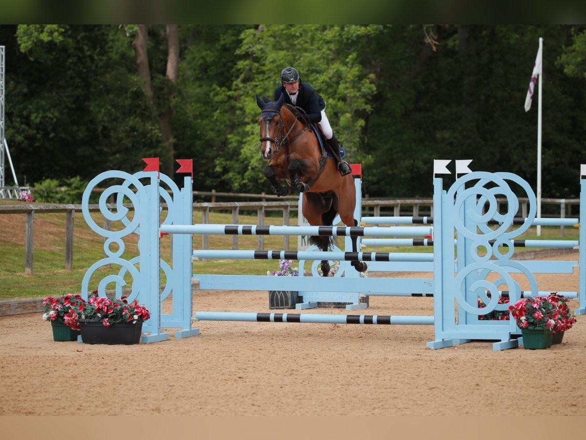 Westphalian Gelding 7 years 16,2 hh Bay in Walsham le willows