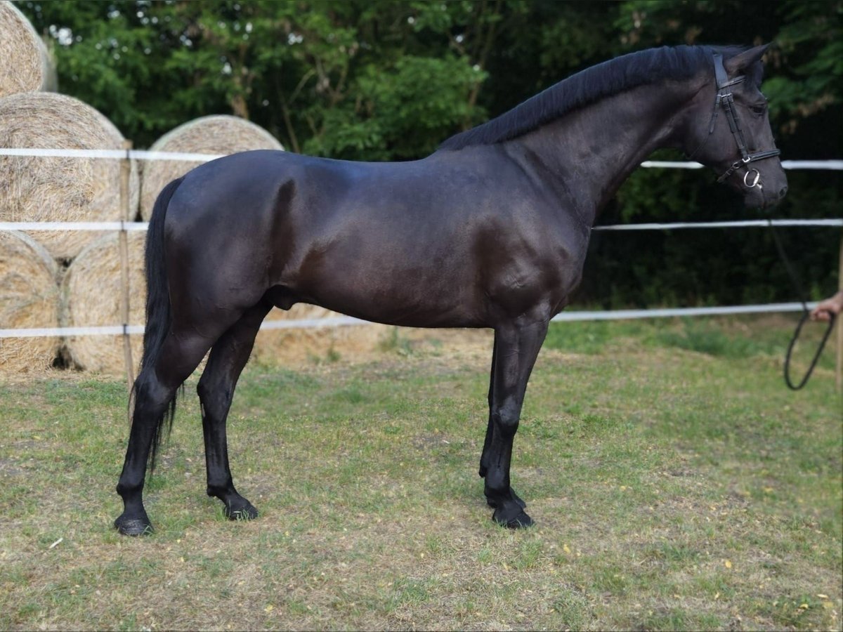 Westphalian Mix Gelding 7 years 16,3 hh in B&#xE9;k&#xE9;s