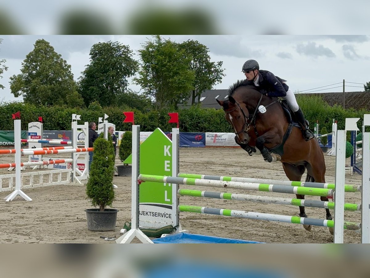 Westphalian Gelding 7 years 17 hh Brown in Arnsberg