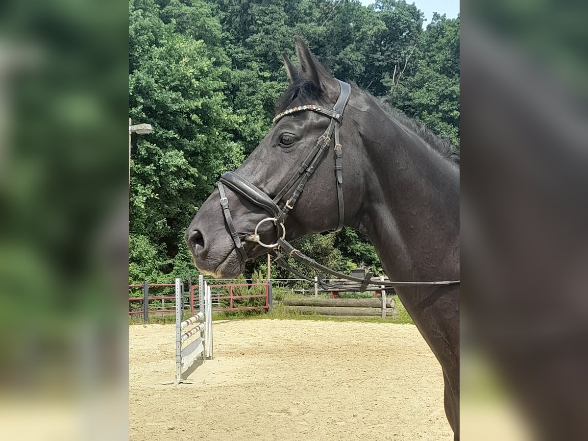 Westphalian Gelding 7 years 17,1 hh Bay-Dark in Kamen Westphalian Gelding 7 years 17,1 hh Bay-Dark in Kamen