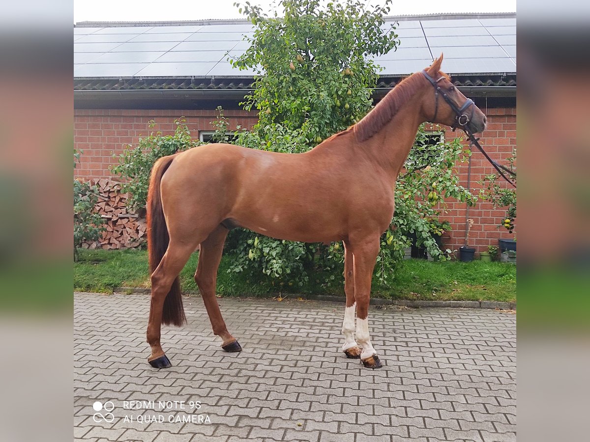 Westphalian Gelding 7 years 17,1 hh in Sassenberg