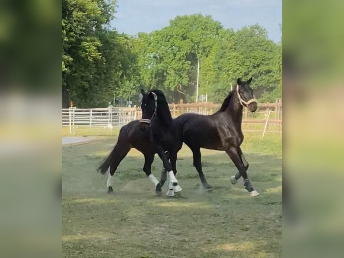 Westphalian Gelding 7 years 18 hh Black in Schmachtenhagen