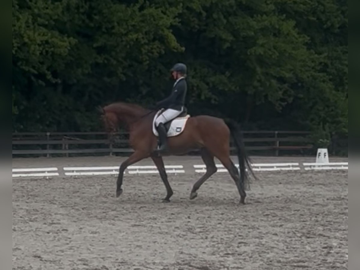 Westphalian Gelding 7 years 18 hh Brown in Schenklengsfeld