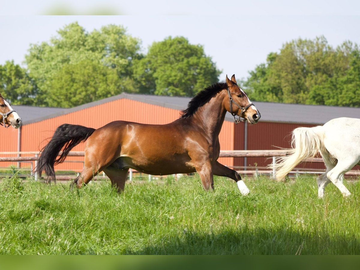 Westphalian Gelding 7 years Brown in Dorsten