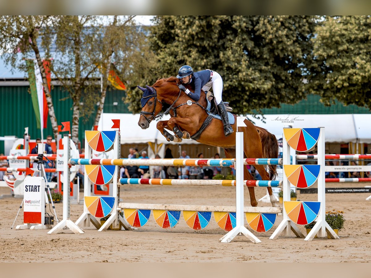 Westphalian Gelding 8 years 16,1 hh Chestnut-Red in Viersen