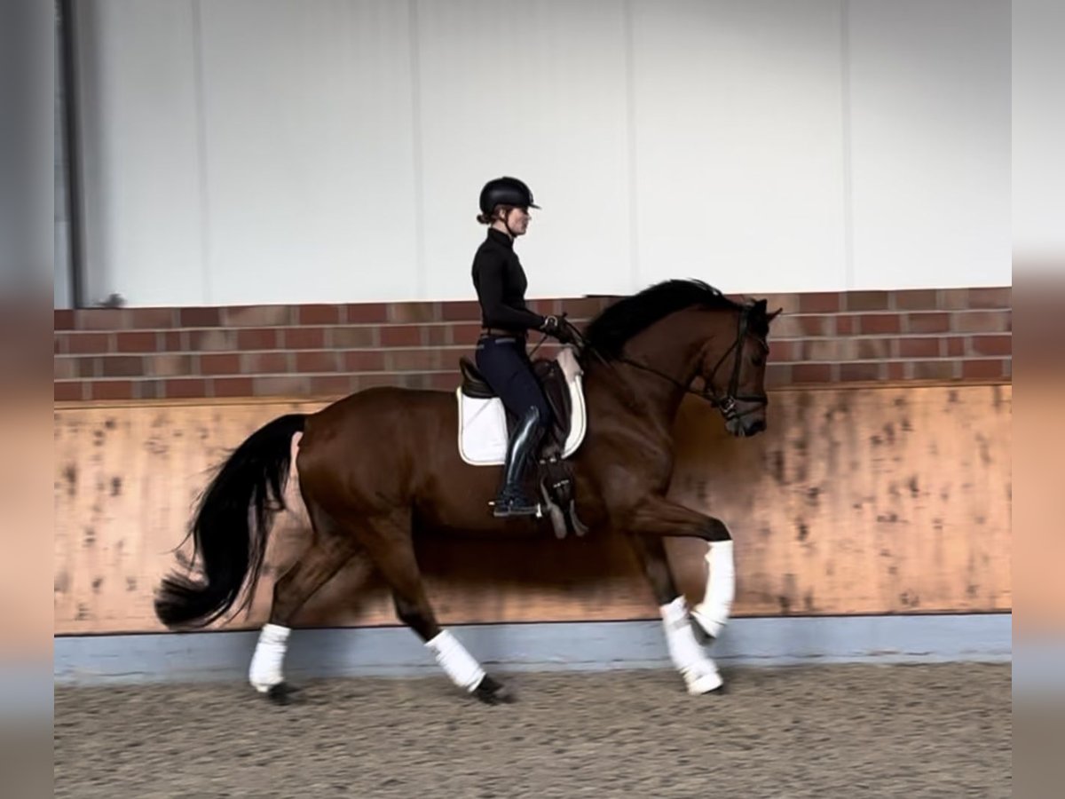 Westphalian Gelding 8 years 16,2 hh Brown in Münster