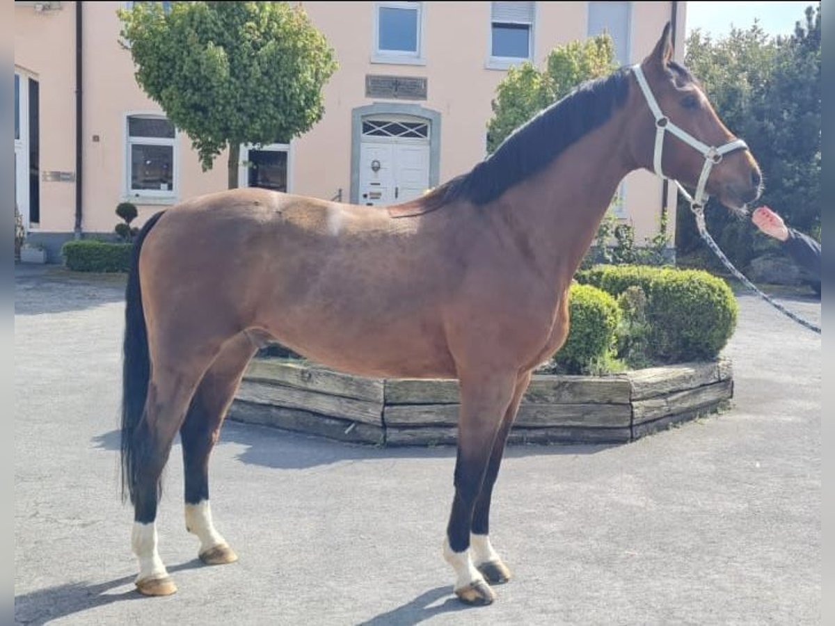 Westphalian Gelding 8 years 16,2 hh Brown in Möhnesee