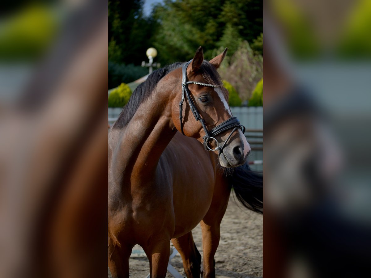 Westphalian Gelding 8 years 16 hh Brown in PapenburgPapenburg