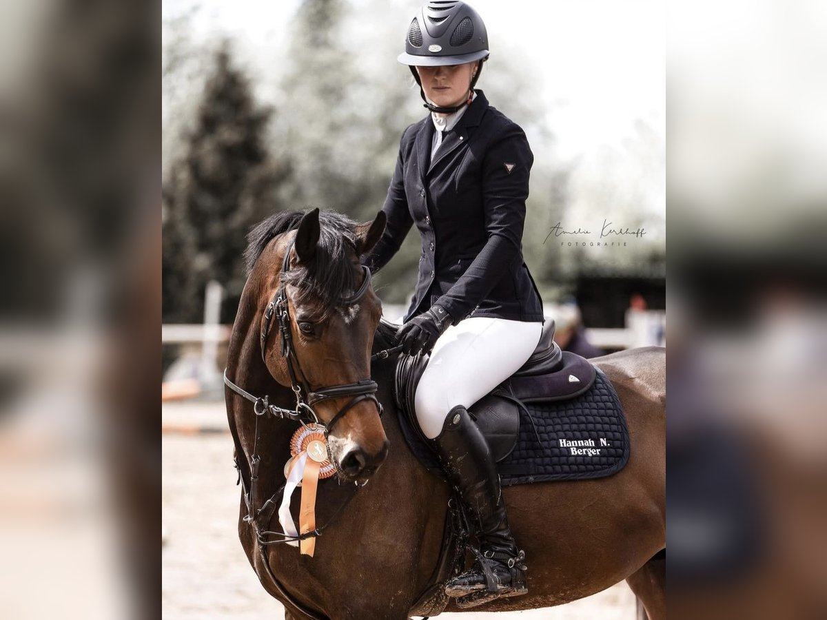 Westphalian Gelding 8 years 16 hh Brown in Ocala
