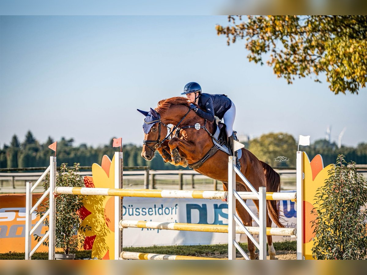 Westphalian Gelding 8 years 16,1 hh Chestnut-Red in Viersen