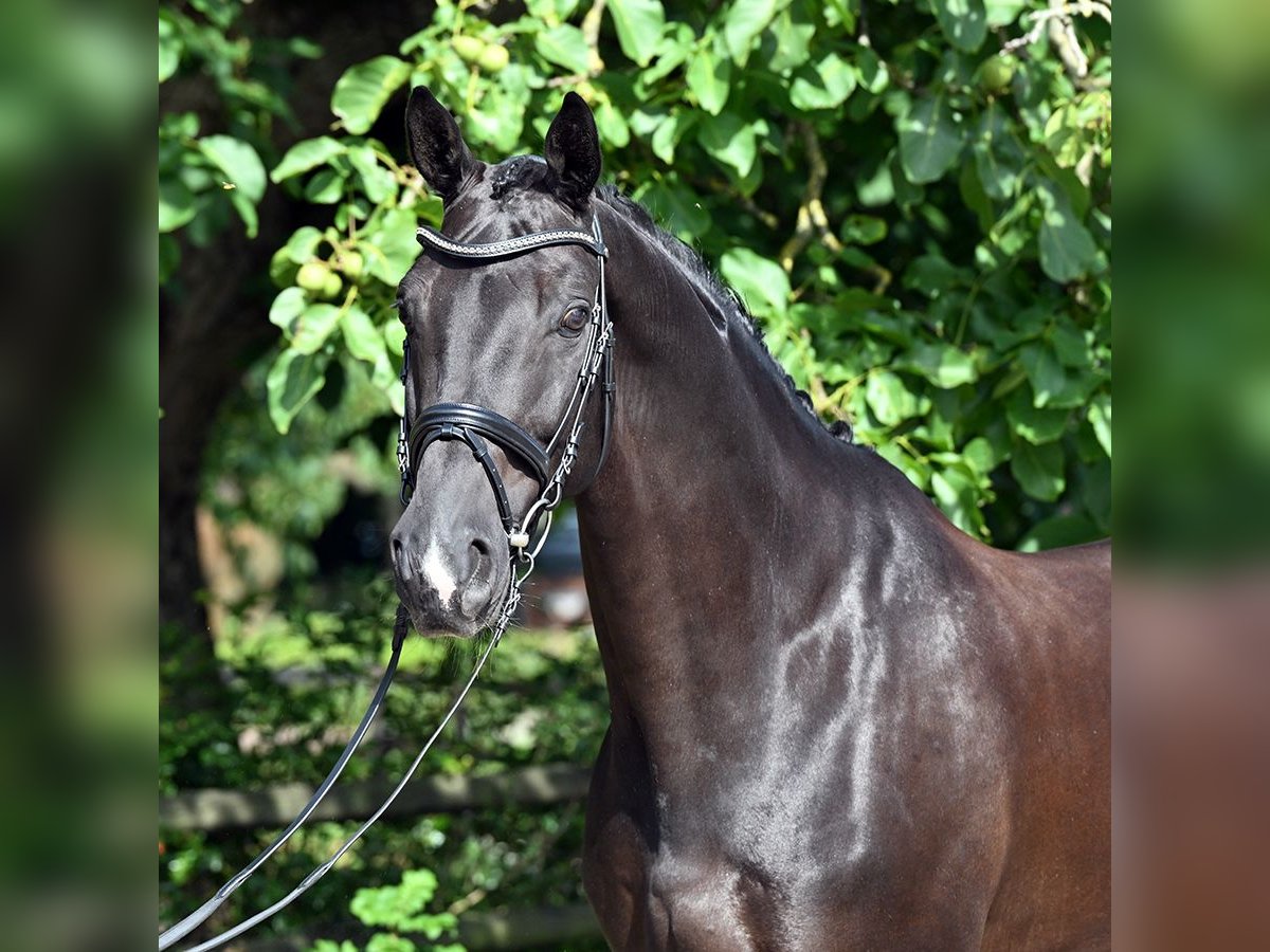 Westphalian Gelding 8 years 17 hh Black in Bad Bevensen