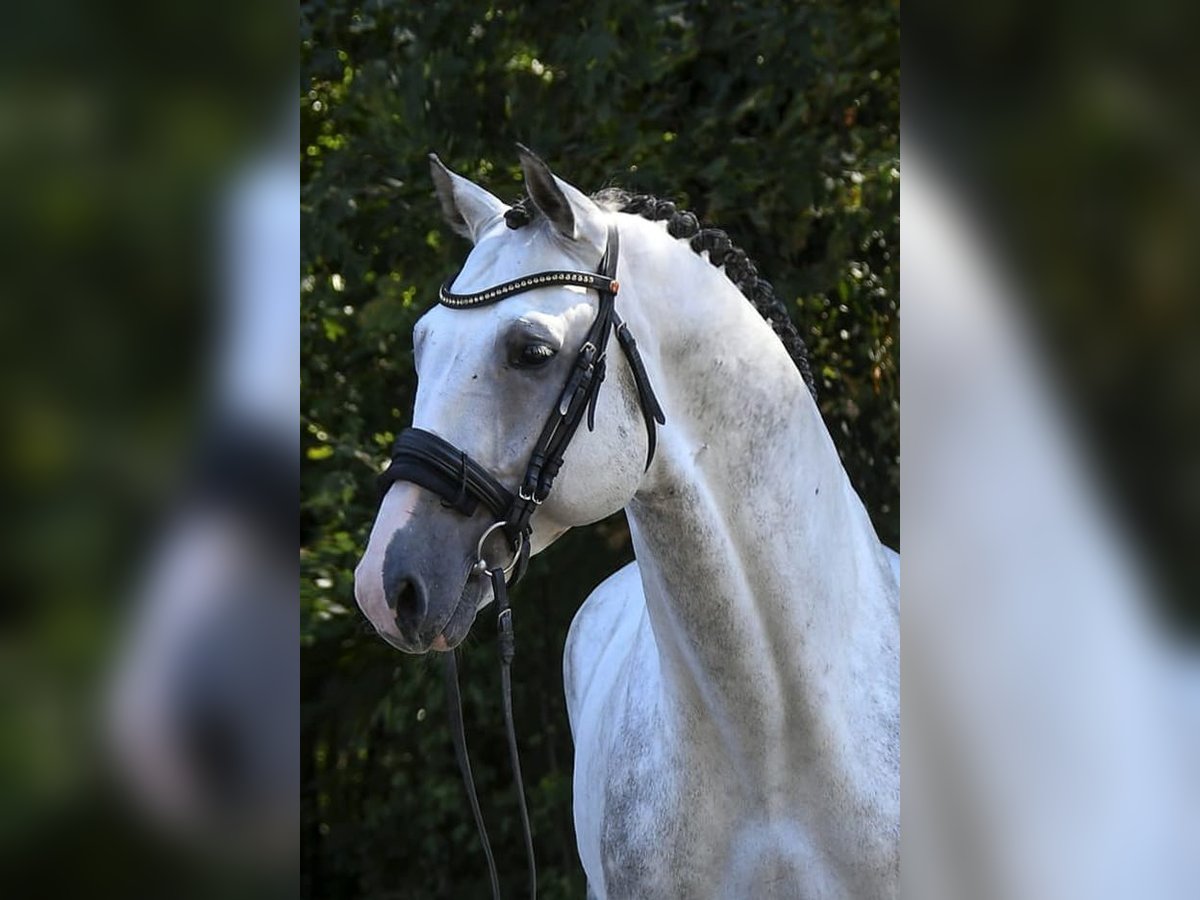 Westphalian Gelding 8 years 17 hh Grey in Budapest