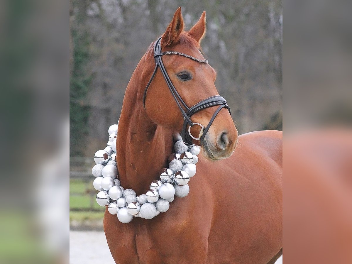 Westphalian Gelding 8 years 17,1 hh in Düsseldorf Westphalian Gelding 8 years 17,1 hh in Düsseldorf