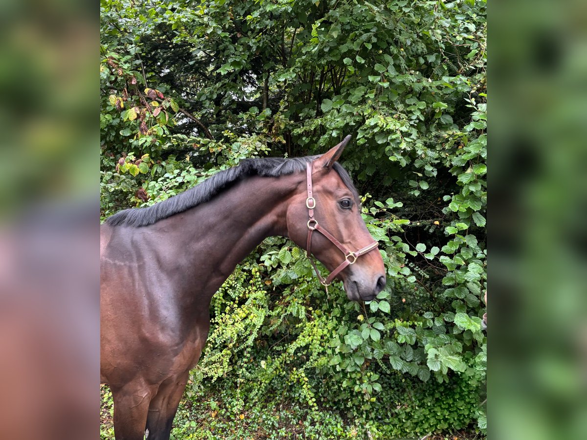 Westphalian Gelding 8 years in Murg