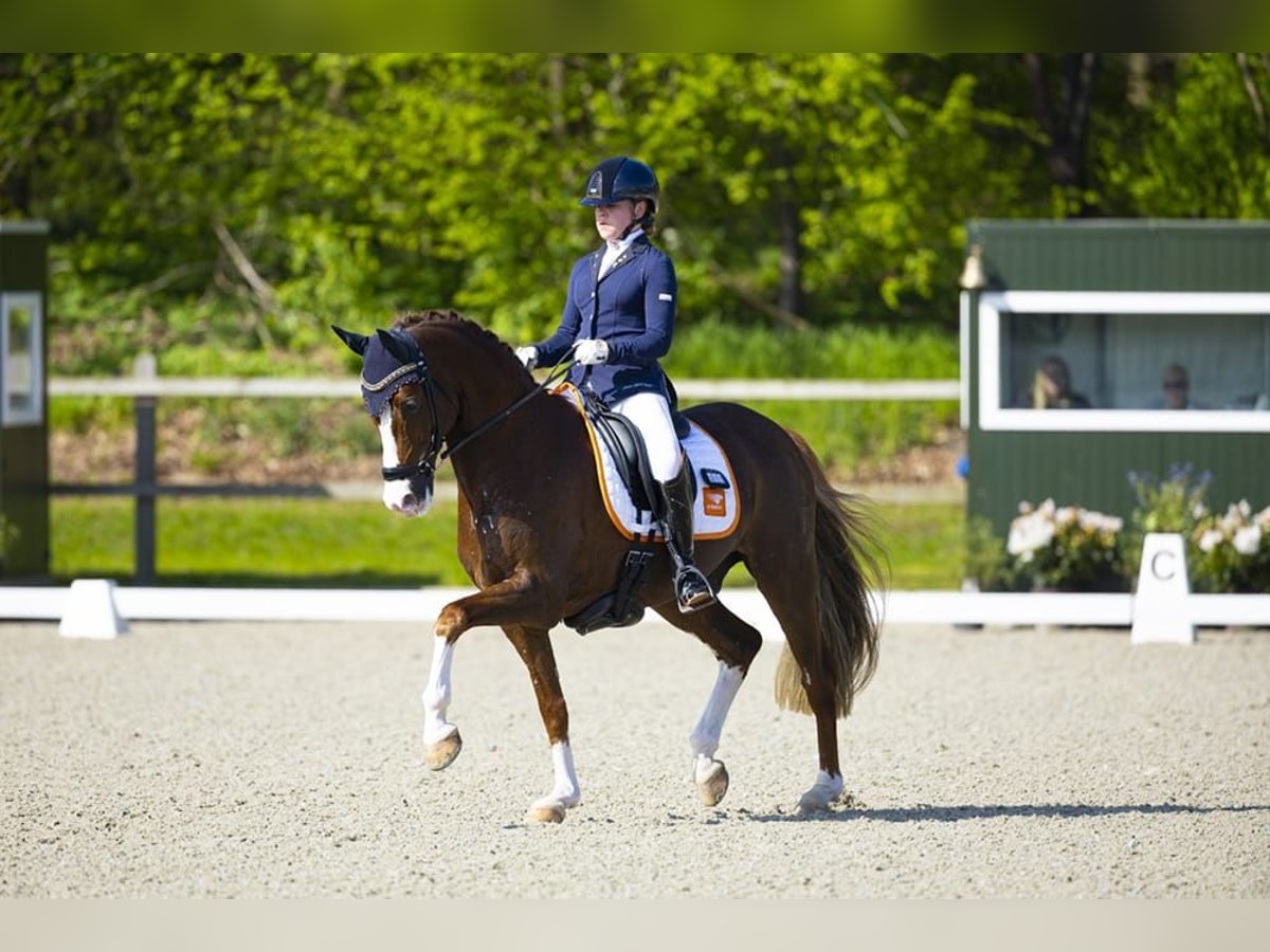 Westphalian Gelding 9 years 14,1 hh Chestnut-Red in maasbommel