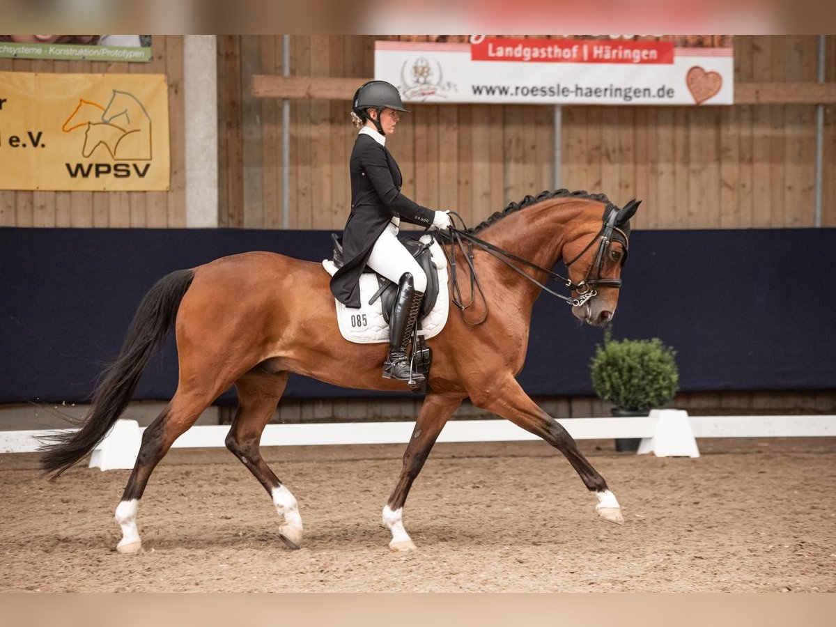 Westphalian Gelding 9 years 16,2 hh Brown in Starnberg