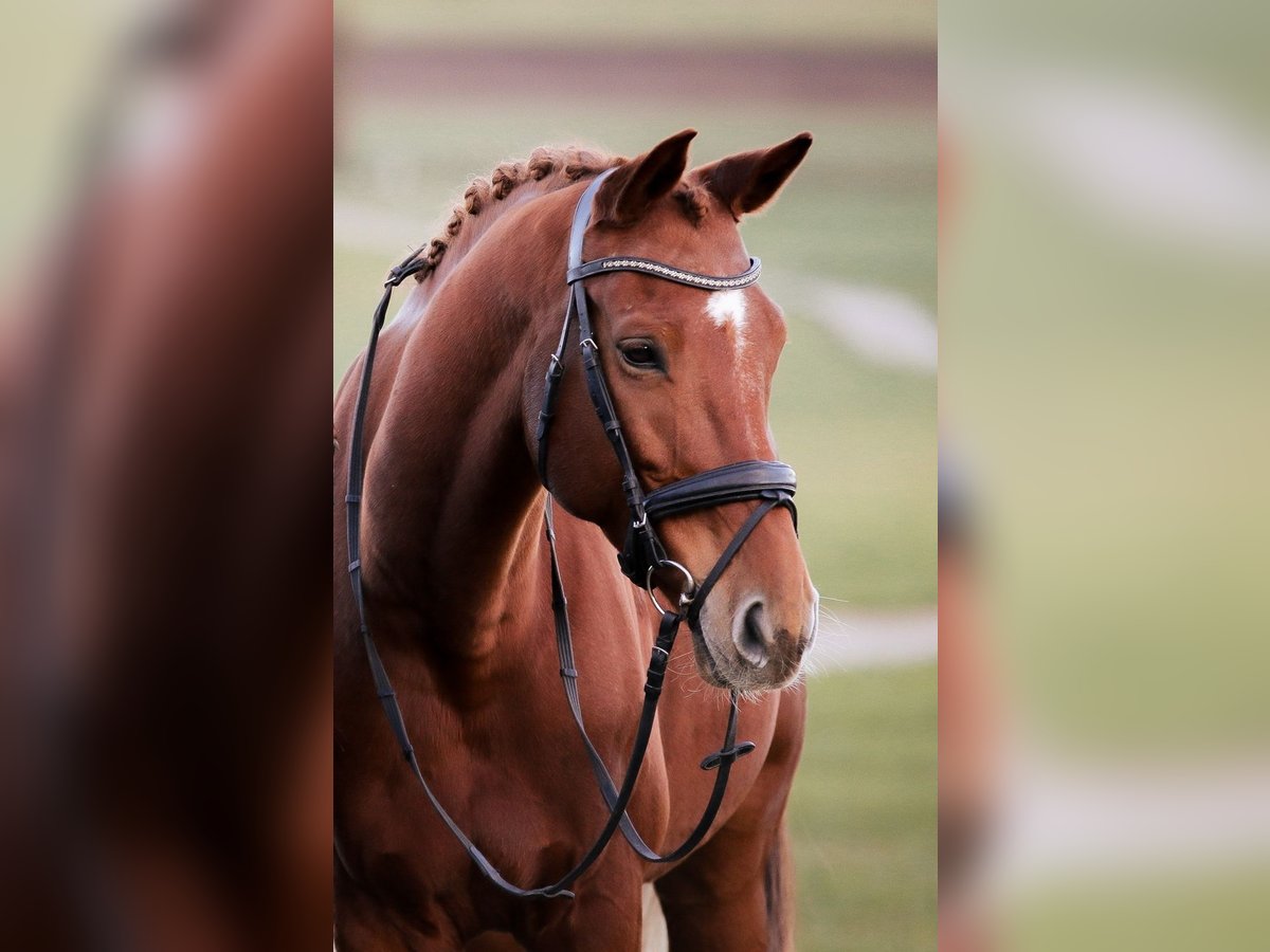 Westphalian Gelding 9 years 17,1 hh Chestnut-Red in Gleißenberg