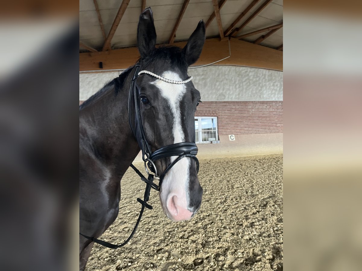 Westphalian Gelding 9 years 17 hh Bay-Dark in Olfen