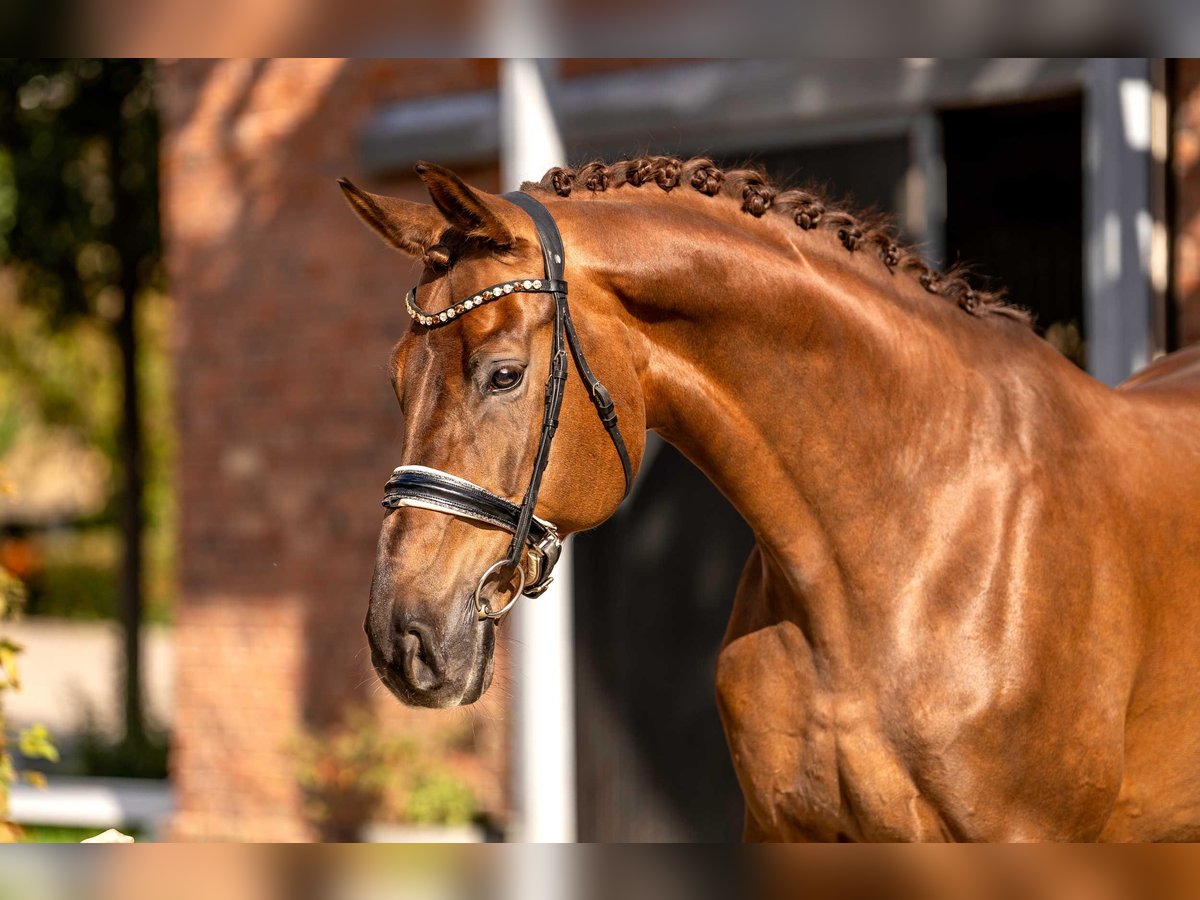 Westphalian Gelding 9 years 17 hh Chestnut in Berlin