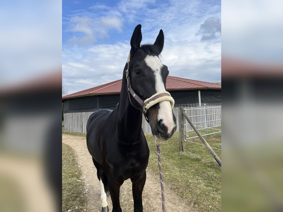 Westphalian Gelding 9 years 17,1 hh Smoky-Black in Ottenhofen