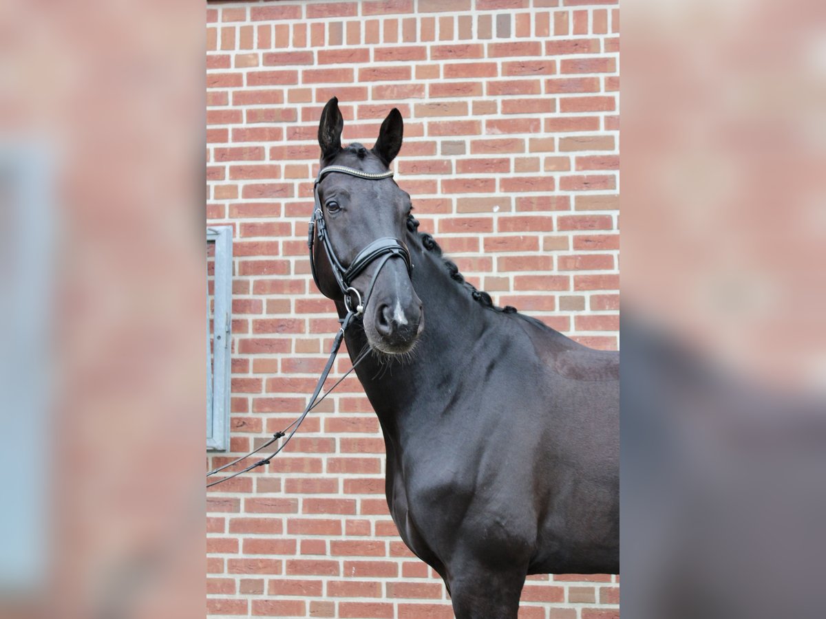 Westphalian Gelding 9 years 18 hh Smoky-Black in Ahaus