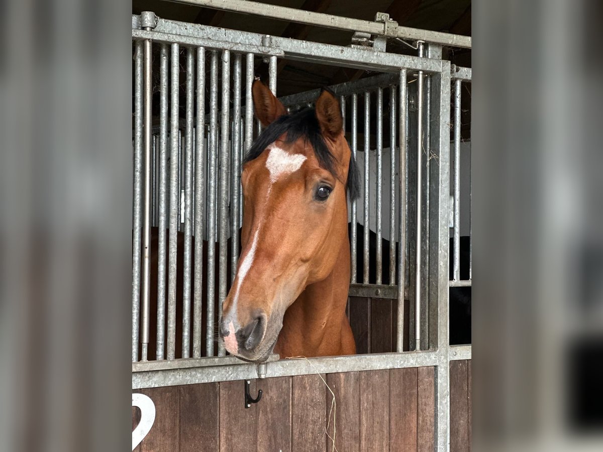 Westphalian Gelding 9 years in Breckerfeld