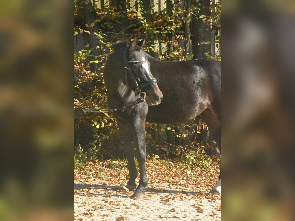 Westphalian Mare 10 years 13,2 hh Bay-Dark in Würzburg