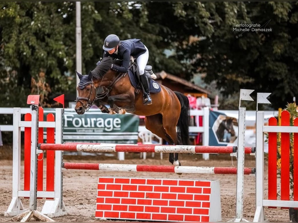 Westphalian Mare 10 years 15,1 hh Bay-Dark in M&#xFC;lheim an der Ruhr